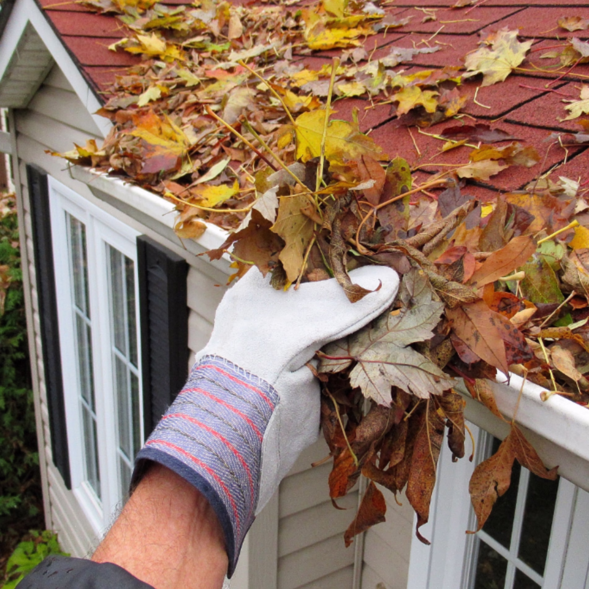 Gloved hand removing accumulated leaves from a residential rain gutter