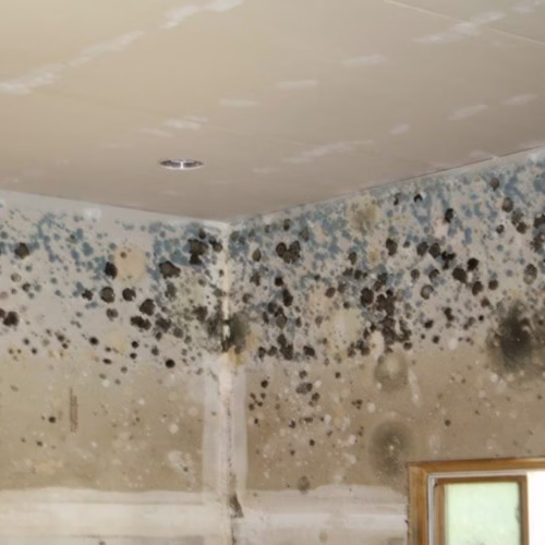 Severe mold growth on bathroom walls after poor workmanship from a low-bid contractor during a home remodel in College Station