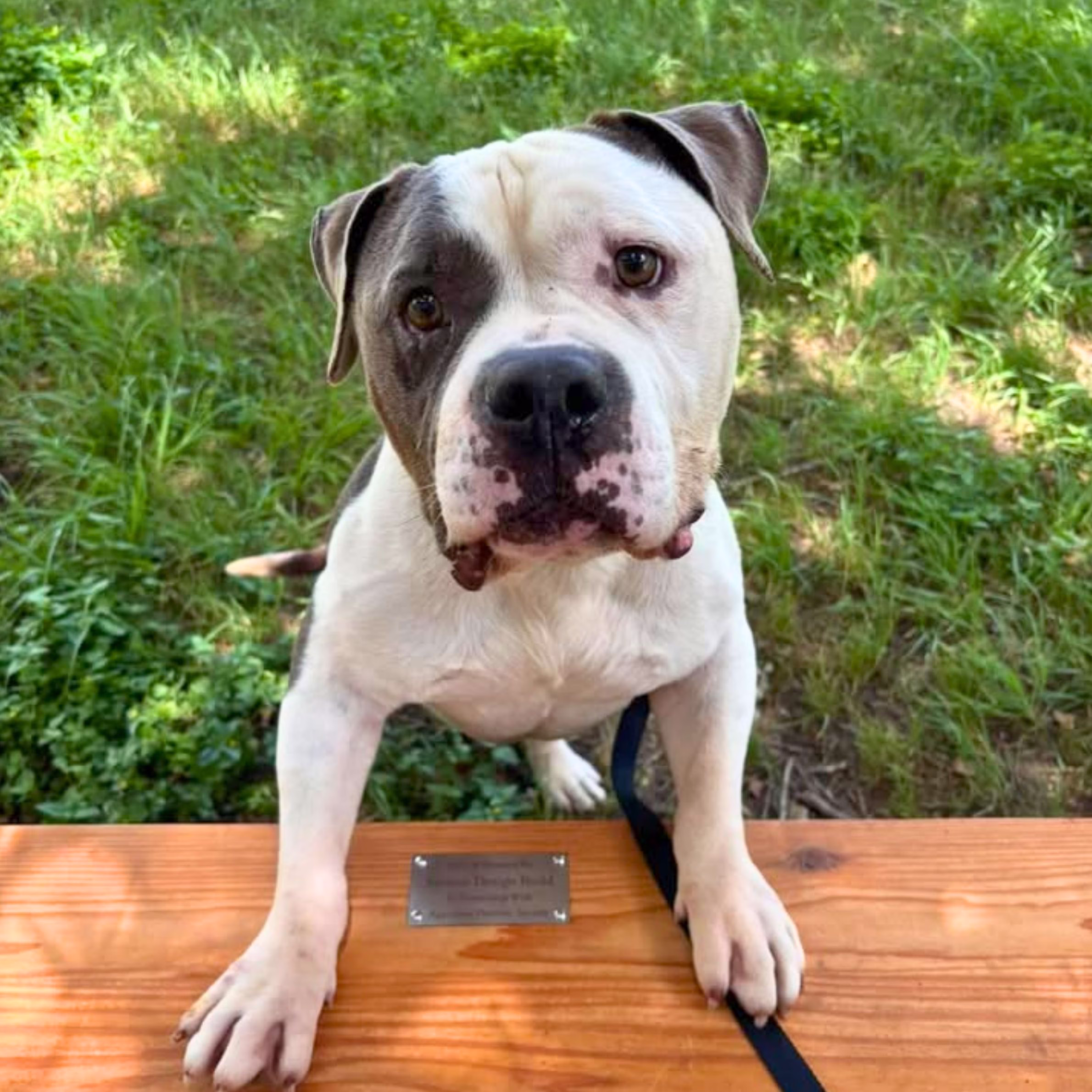 Adoptable dog sitting on a completed custom cedar bench in the Aggieland Humane Society Meet & Greet yard.