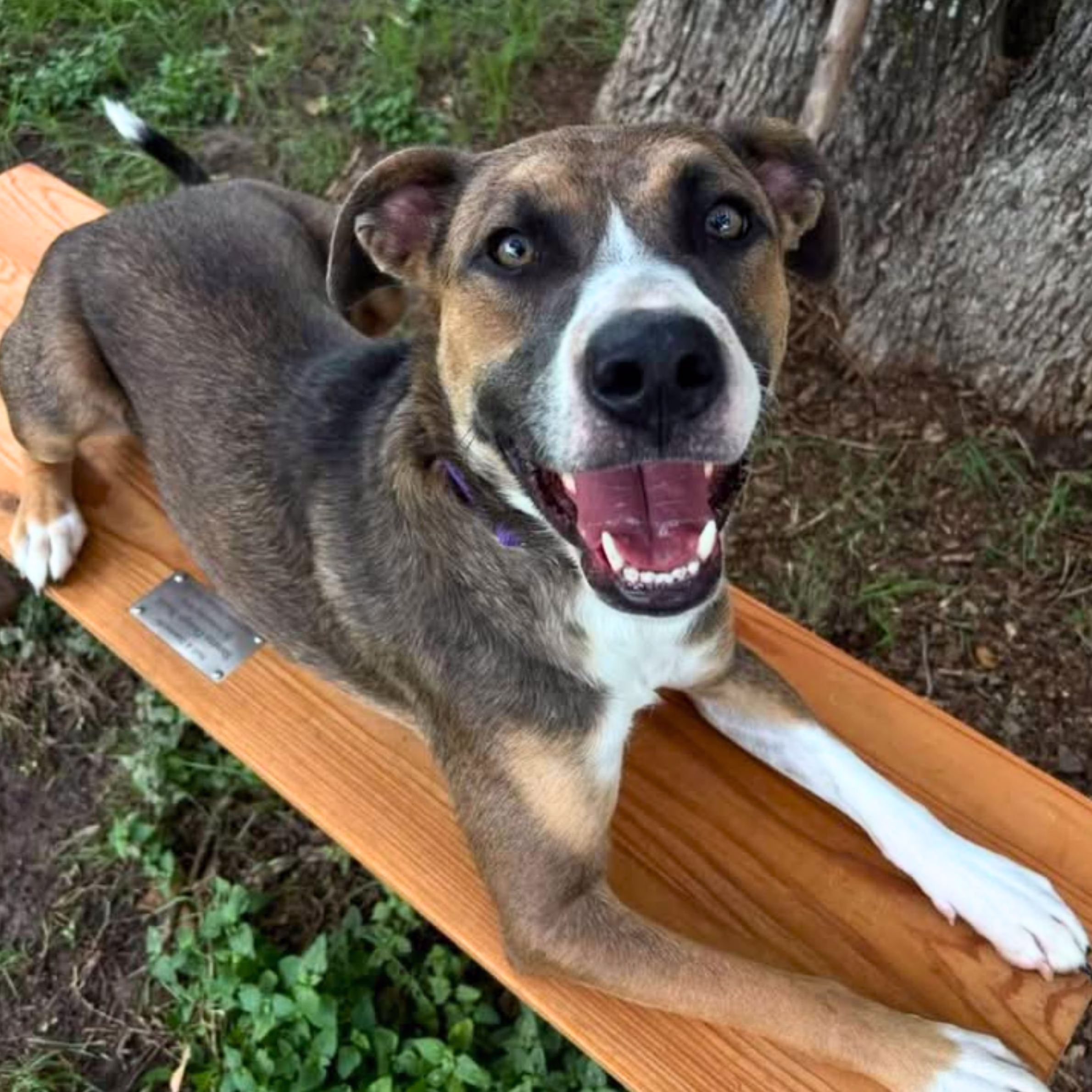 Happy adoptable dog relaxing on a custom cedar bench donated to Aggieland Humane Society by Stearns Design Build.